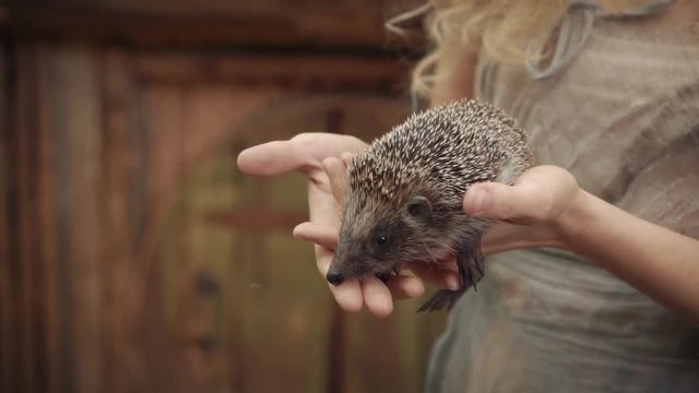 kind forest nymph found a cute hedgehog in the woods, a woman in an old dress holding a sick immobilized animal in her arms, taking care of our smaller brothers, a shelter for little pets
