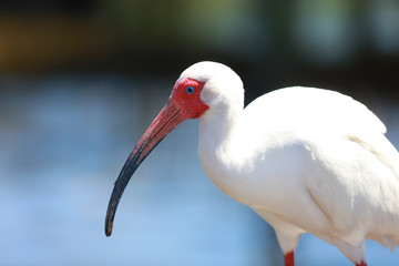 Close up shot of Painted Stork bird