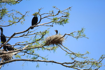 Anhinga bird on the tree branch close up
