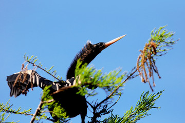 Anhinga bird on the tree branch close up