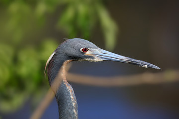 Close up shot of young Great blue heron