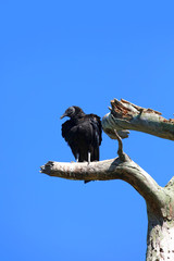 Black Vulture on the tree branch