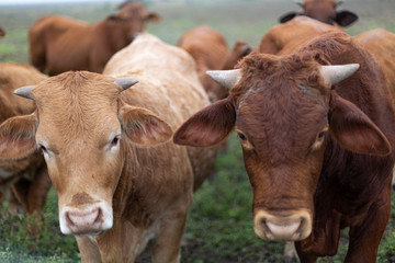 cows in field