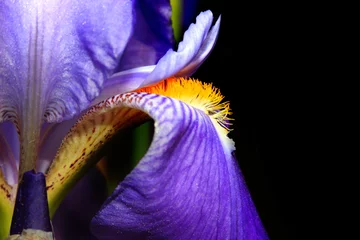 Fotobehang Extreme close up shot of Iris flower © SNEHIT PHOTO