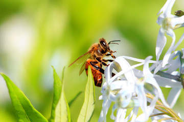 Close up shot of a bee on a  flower