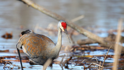 Sand hill crane in the marsh land
