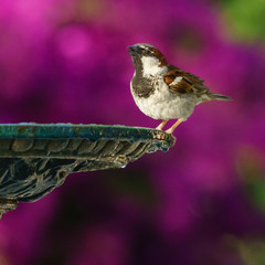 Spanish Sparrow and Iron Fountain