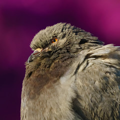 Rock Pigeon and Iron Fountain Headshot