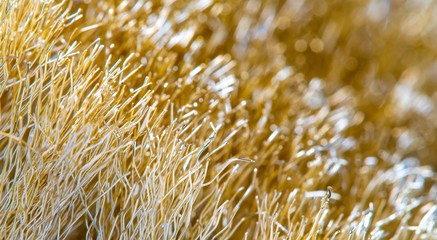 Wire Scratch Brush, Brass with Plastic Handle on white background.