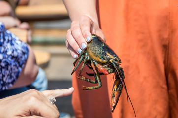 Maine Lobster Boat demo, how-to catch, measure and band lobster from trap, handheld lobster