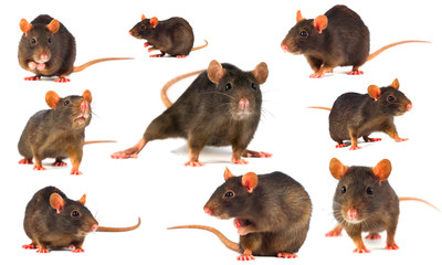 Rat gray collection isolated on white background