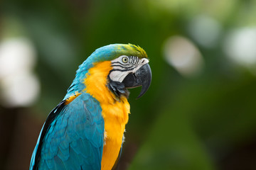 Macaw bird close up shot