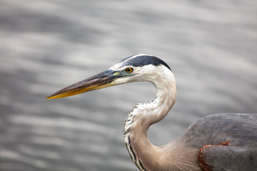 Tall old blue heron bird hunting in the lake