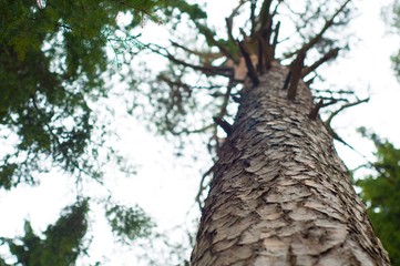 Fototapeta premium tree on background of blue sky