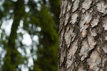 Obraz premium bark of a tree