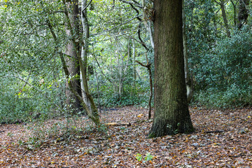 natural leaf floor in an mature woodland setting
