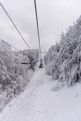 Snow trees