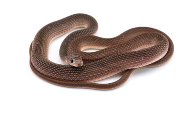 The rufous beaked snake isolated on white background
