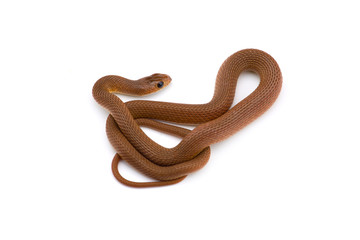 Obraz premium The rufous beaked snake isolated on white background