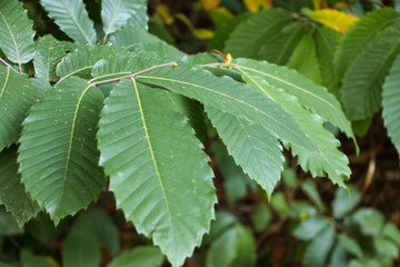 Leaves of the Huntingdon Elm tree, Ulmus x hollandica 'vegeta'