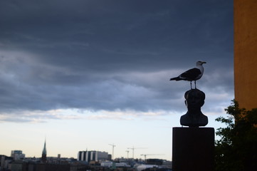 seagull ivarlo park and statue