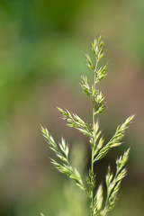 Fototapeta na wymiar Feather Reed Grass