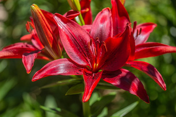 Cluster of Red Asiatic Lilies