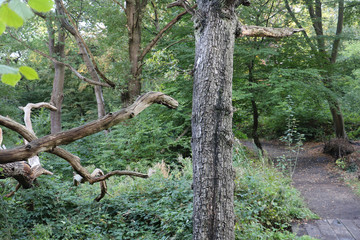 forest path with old trees on either side of it