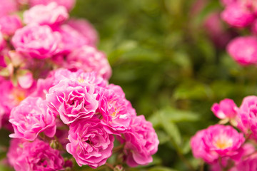 Pink rose flowers on the rose bush in the garden in summer, ready postcard, wallpaper