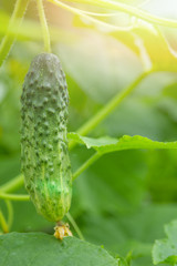 Young plant cucumber on branch. Juicy fresh cucumber close-up macro on a background of leaves. harvest on a farm