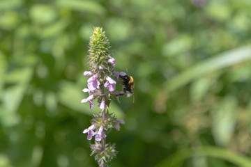 Hummel