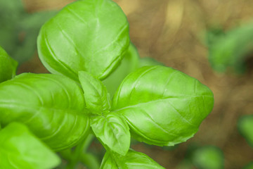 fresh basil branch grows in the land on the garden bed on the farm. close-up