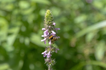 Hummel