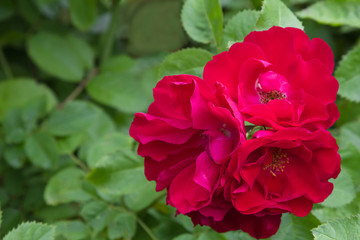 Pink rose flowers on the rose bush in the garden in summer, ready postcard, wallpaper