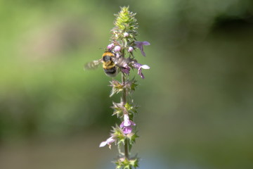 Hummel