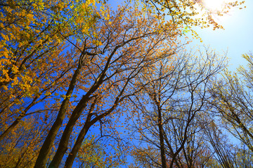 Tall maple tree with fresh leaves in spring time.