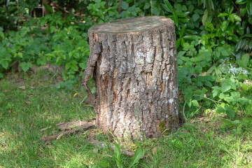 Fototapeta premium Baumstamm