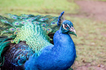 Fototapeta premium A close portrait of a blue peacock