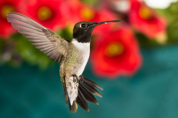 Black-Chinned Hummingbird Searching for Nectar in the Flower Garden