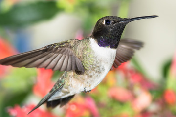 Black-Chinned Hummingbird Searching for Nectar Among the Red Flowers