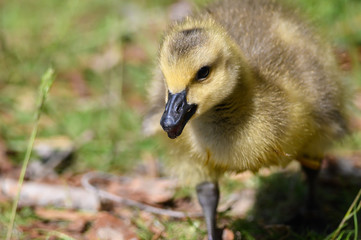 Close Profile of an Adorable Newborn Gosling