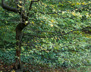 destorted young tree stands in a forest