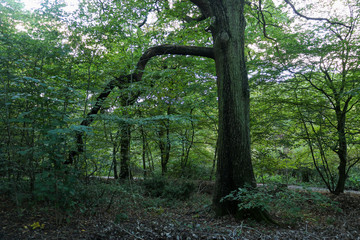 A forest path deep in the woods