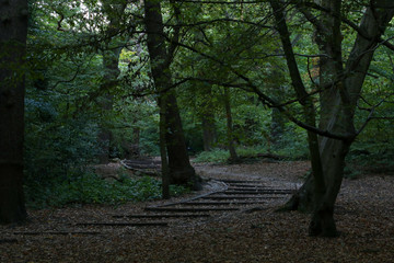 a forest path made from ooden steps winds its way up through a forest