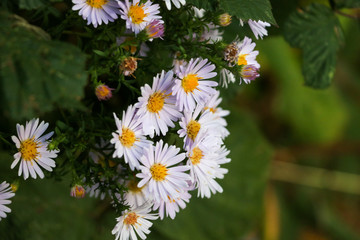 Daisy flowers in full bloom in summertime