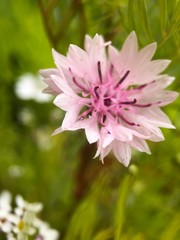 pink flower in garden