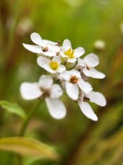 white flowers of apple tree