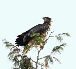 Female Eagle