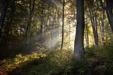 Obraz premium Autumn colors of the forest / landscape