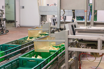 Belt conveyor for counting and sorting chicks. Conveyor line of agro-industrial hatchery. Unloading chicks into baskets.